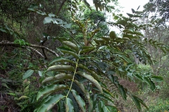 Polyscias kavaiensis