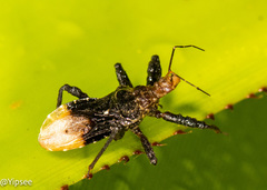 Stalireduvius nodipes