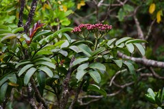 Polyscias waialealae