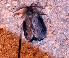 Cryptothelea nigrita