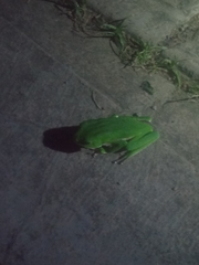 Phyllomedusa trinitatis