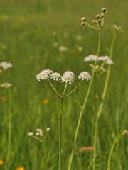 Oenanthe peucedanifolia
