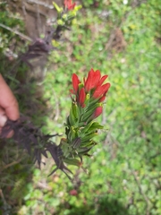 Castilleja fissifolia