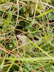 Anania fuscalis