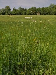 Oenanthe peucedanifolia