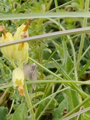 Anania fuscalis