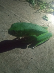 Phyllomedusa trinitatis