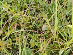 Anania fuscalis