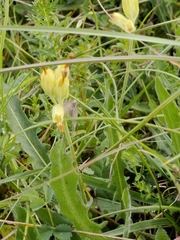 Anania fuscalis