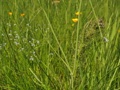 Oenanthe peucedanifolia