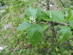 Hedlundia austriaca