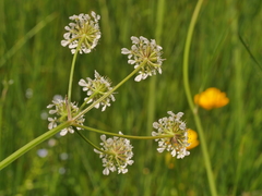 Oenanthe peucedanifolia
