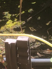 Sceloporus occidentalis
