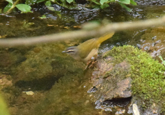 Myiothlypis rivularis