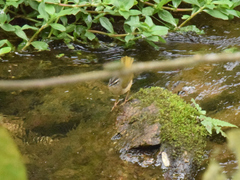 Myiothlypis rivularis