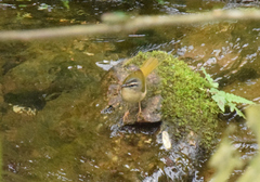 Myiothlypis rivularis