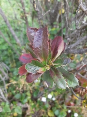 Berberis glaucocarpa