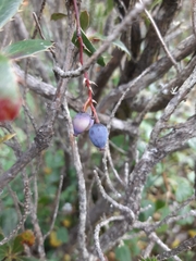 Berberis glaucocarpa