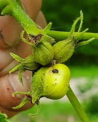 Phylloxera caryaemagna