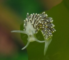 Diaphoreolis viridis