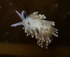 Diaphoreolis viridis