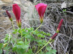 Oxalis marlothii