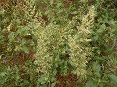 Trisetaria panicea