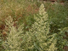 Trisetaria panicea