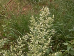 Trisetaria panicea