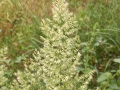 Trisetaria panicea