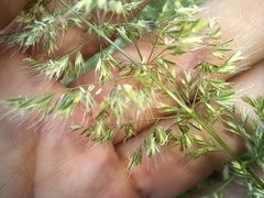 Trisetaria panicea