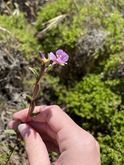 Clarkia davyi