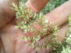 Trisetaria panicea