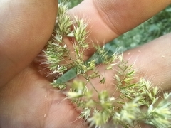 Trisetaria panicea