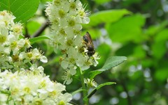 Andrena crataegi