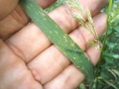 Trisetaria panicea