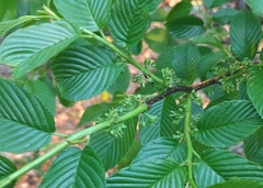 Rhamnus fallax