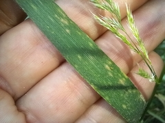 Trisetaria panicea