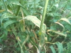 Trisetaria panicea