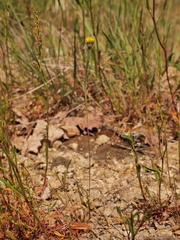 Arnoseris minima