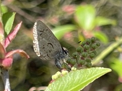 Celastrina serotina