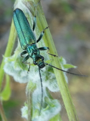 Anogcodes seladonius