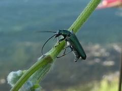 Anogcodes seladonius