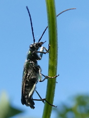 Anogcodes seladonius