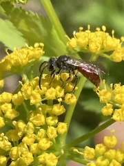 Sphecodes aroniae
