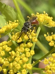 Sphecodes aroniae
