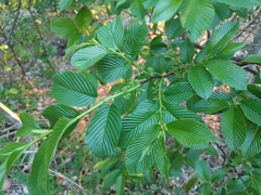 Rhamnus fallax