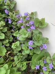 Glechoma hederacea