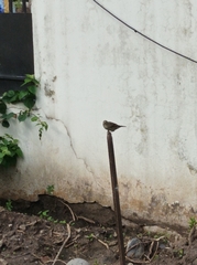Passer domesticus