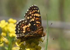 Phyciodes orseis
